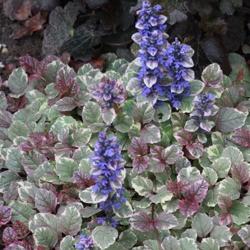 AJUGA reptans Burgundy Glow - Image 2