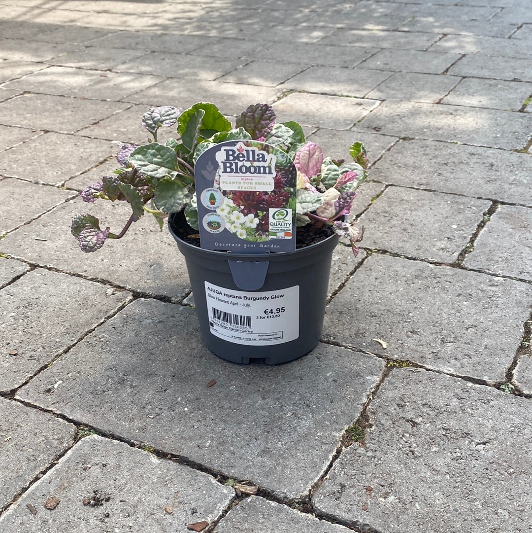 AJUGA reptans Burgundy Glow - Image 3