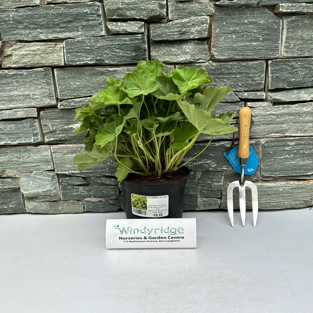 ALCHEMILLA mollis - Image 3