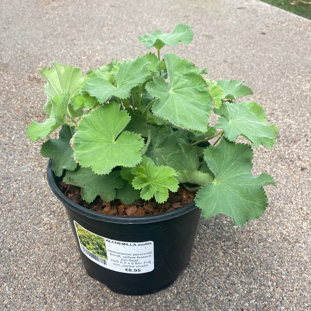 ALCHEMILLA mollis - Image 4