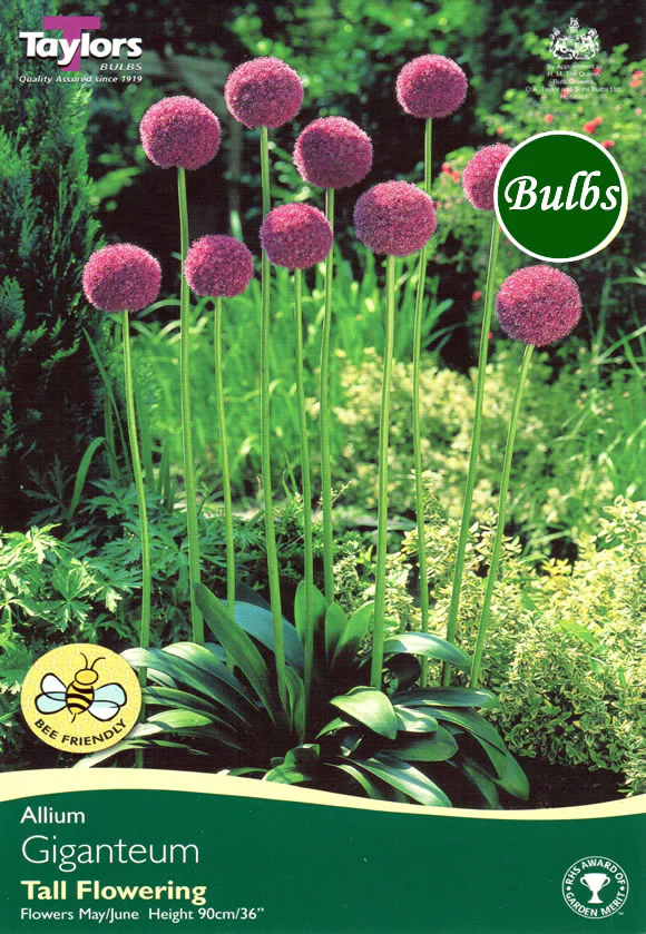 ALLIUM GIGANTEUM