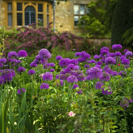 Allium holl. 'Purple Sensation' - Image 2
