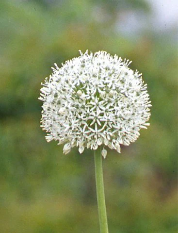 Allium White Giant