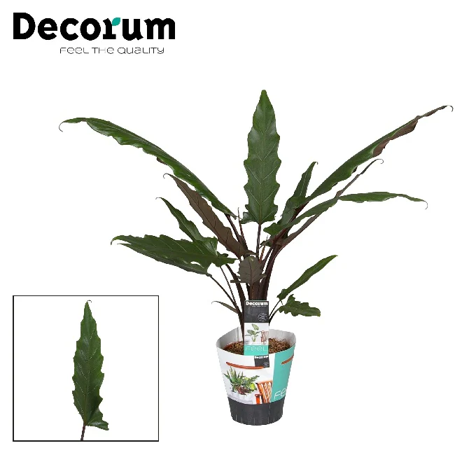 Alocasia lauterbachiana P19