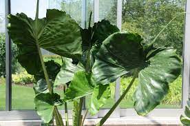 Alocasia macrorrhiza Stingray P17