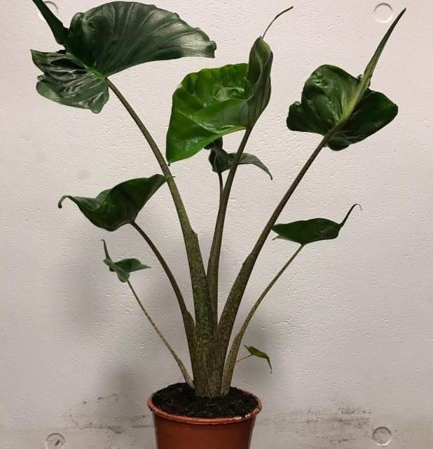 Alocasia macrorrhiza Stingray P17 - Image 2