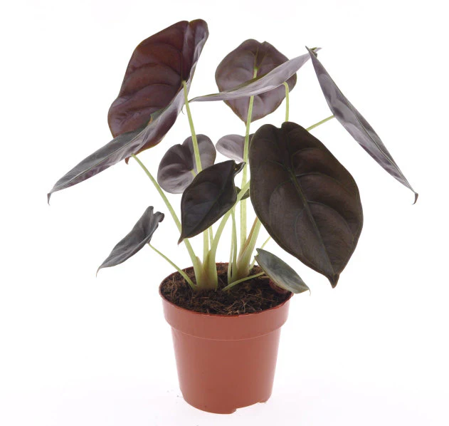 Alocasia Red Secret  P12