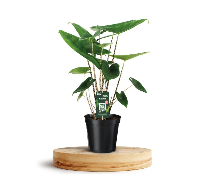 Alocasia Zebrina P19