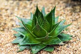 Aloe Cosmo - Image 4