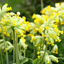 Primula Veris Cabrillo Yellow - Image 2
