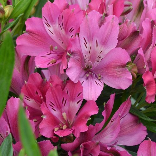 Alstroemeria Inticancha Machu