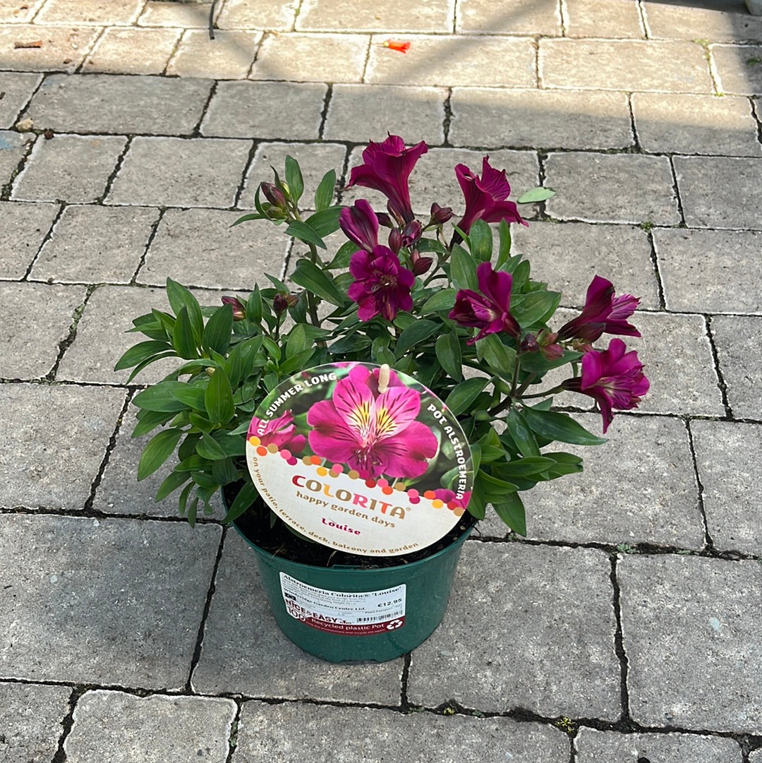 Alstroemeria Princess Louise - Image 3
