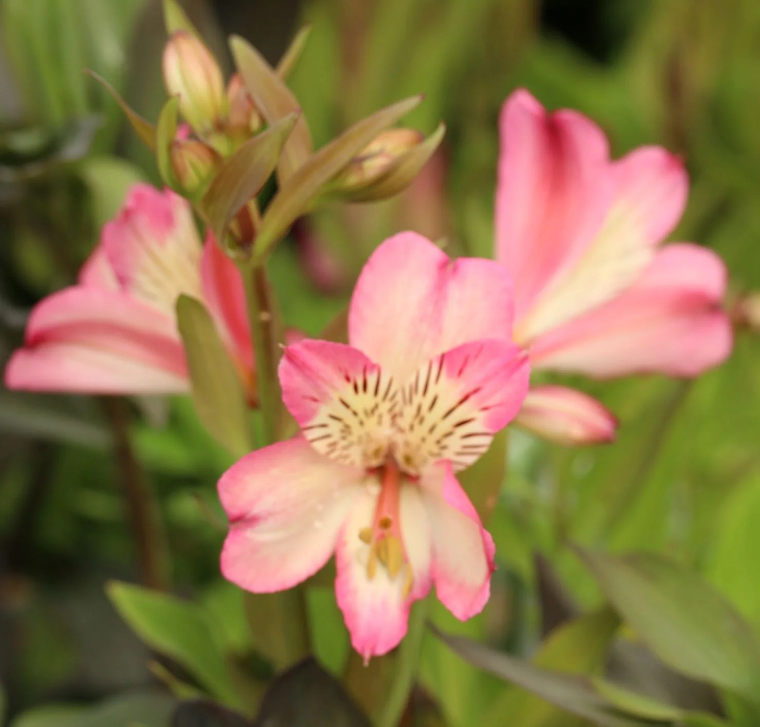 ALSTROEMERIA Summer Break