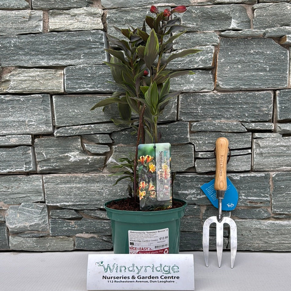 Alstroemeria Summer Breeze - Image 2