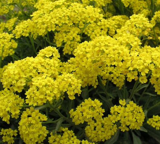 Alyssum sax. Compactum