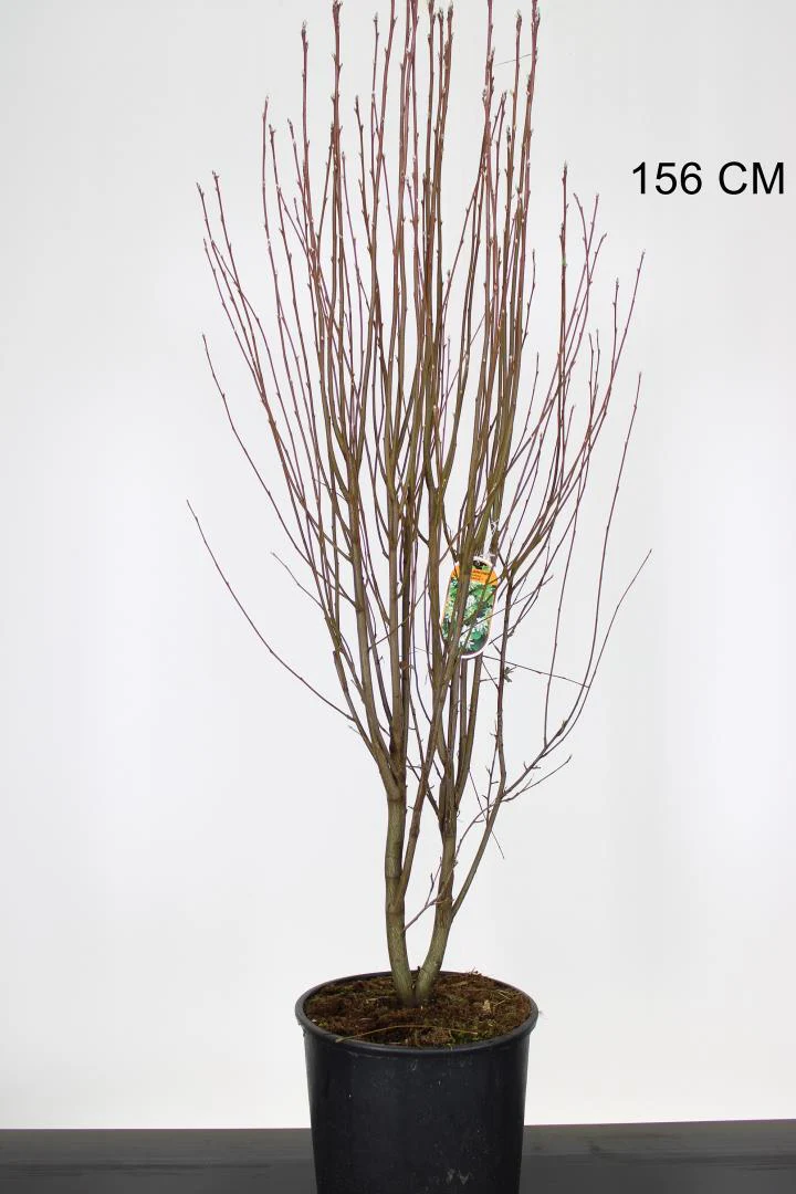 AMELANCHIERA A. OBELISK - Image 2