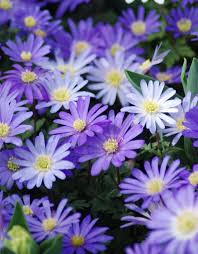 ANEMONE BLUE SHADES X 20