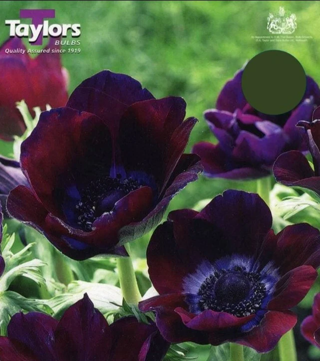 ANEMONE BORDEAUX