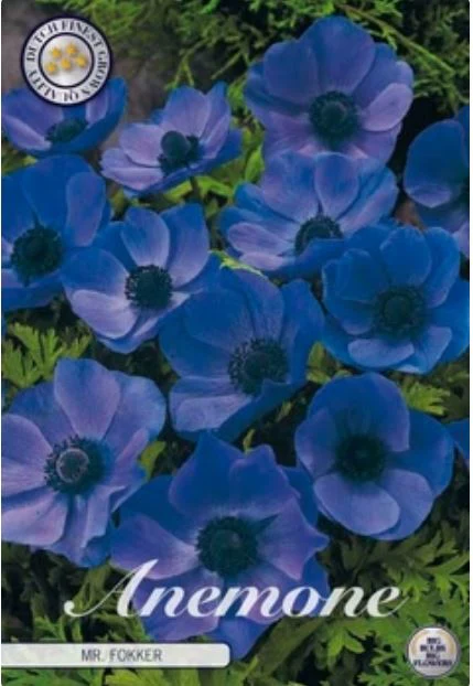 Anemone coronaria Mr Fokker 20-pack