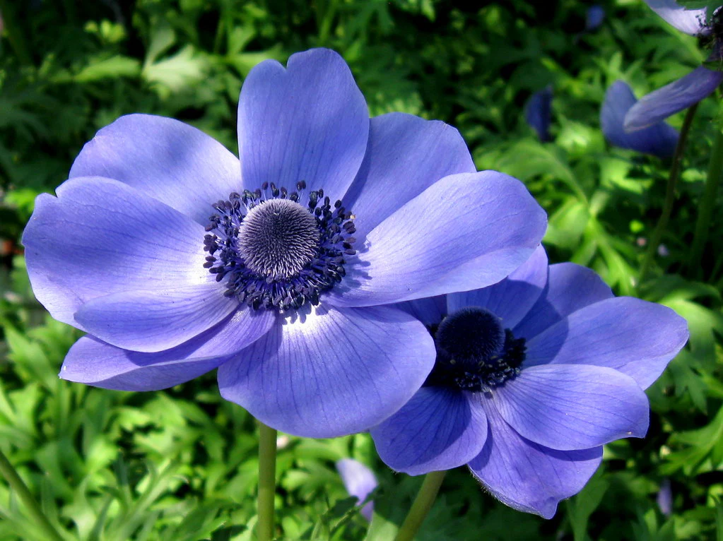 Anemone coronaria Mr Fokker 20-pack - Image 2