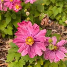 ANEMONE Fantasy Belle - Image 2