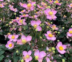 Anemone Fantasy Cinderella - Image 3
