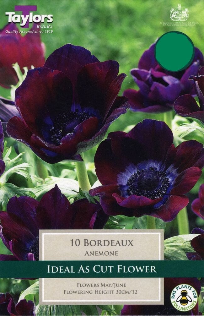 ANENOME BORDEAUX 6