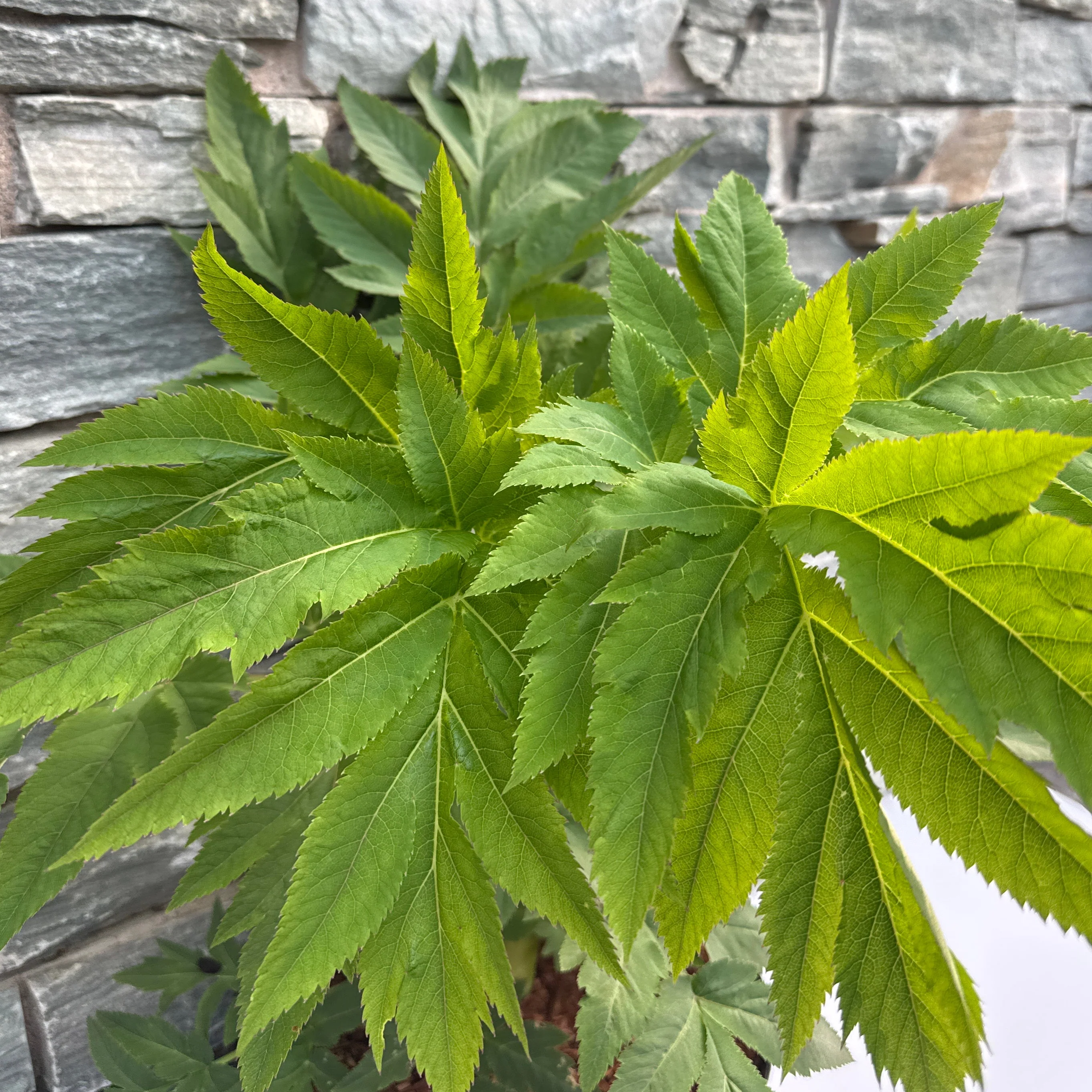 ANGELICA gigas - Image 3
