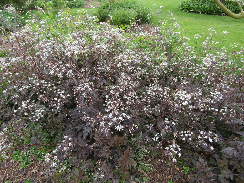Anthriscus s. 'Ravenswing' - Image 3