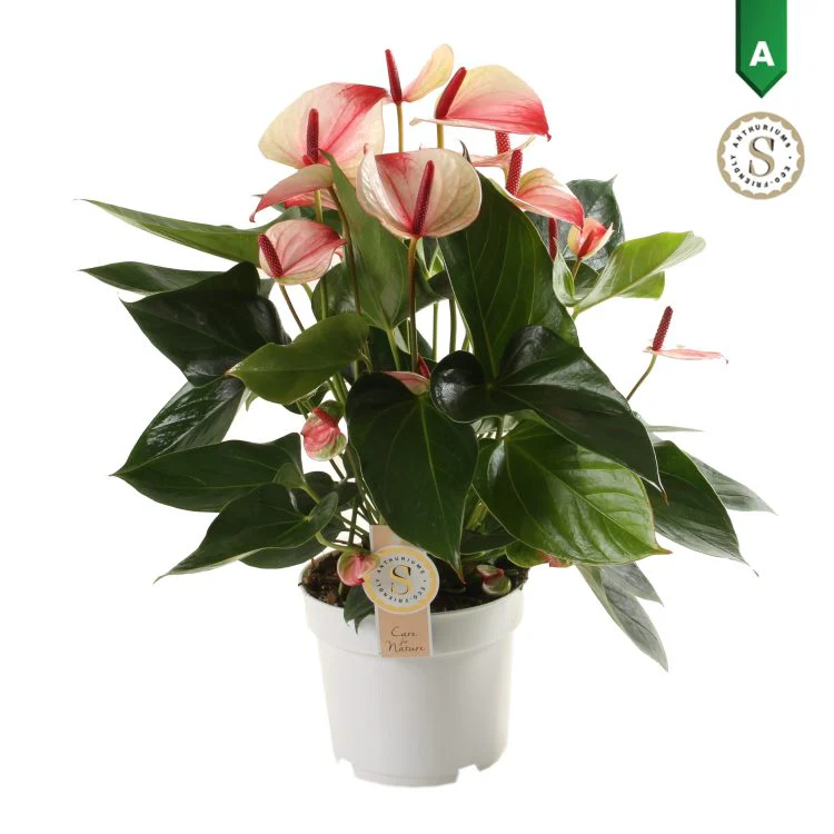 Anthurium and. Mystique P17