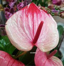 Anthurium and. Mystique P17 - Image 2