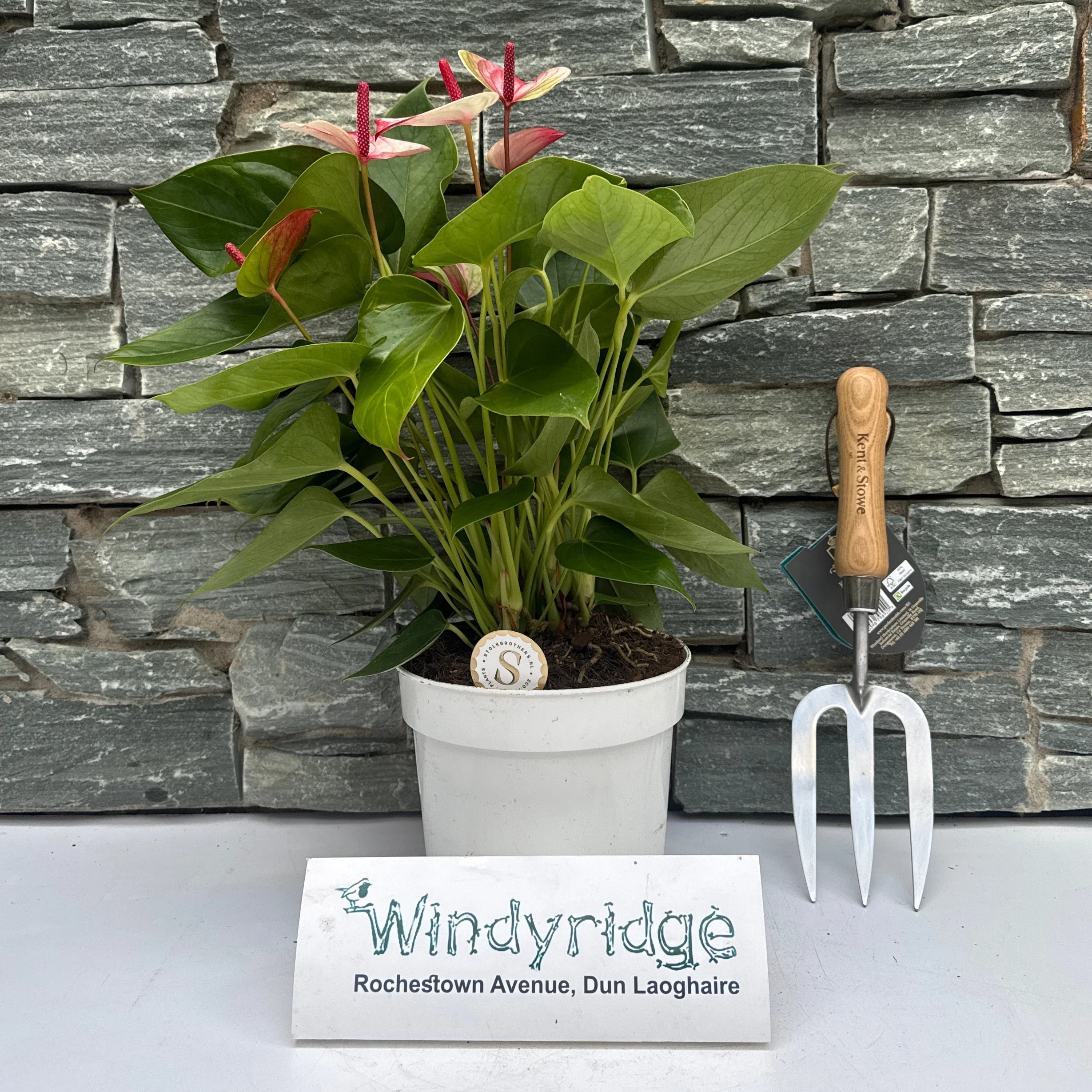 Anthurium and. Mystique P17 - Image 3