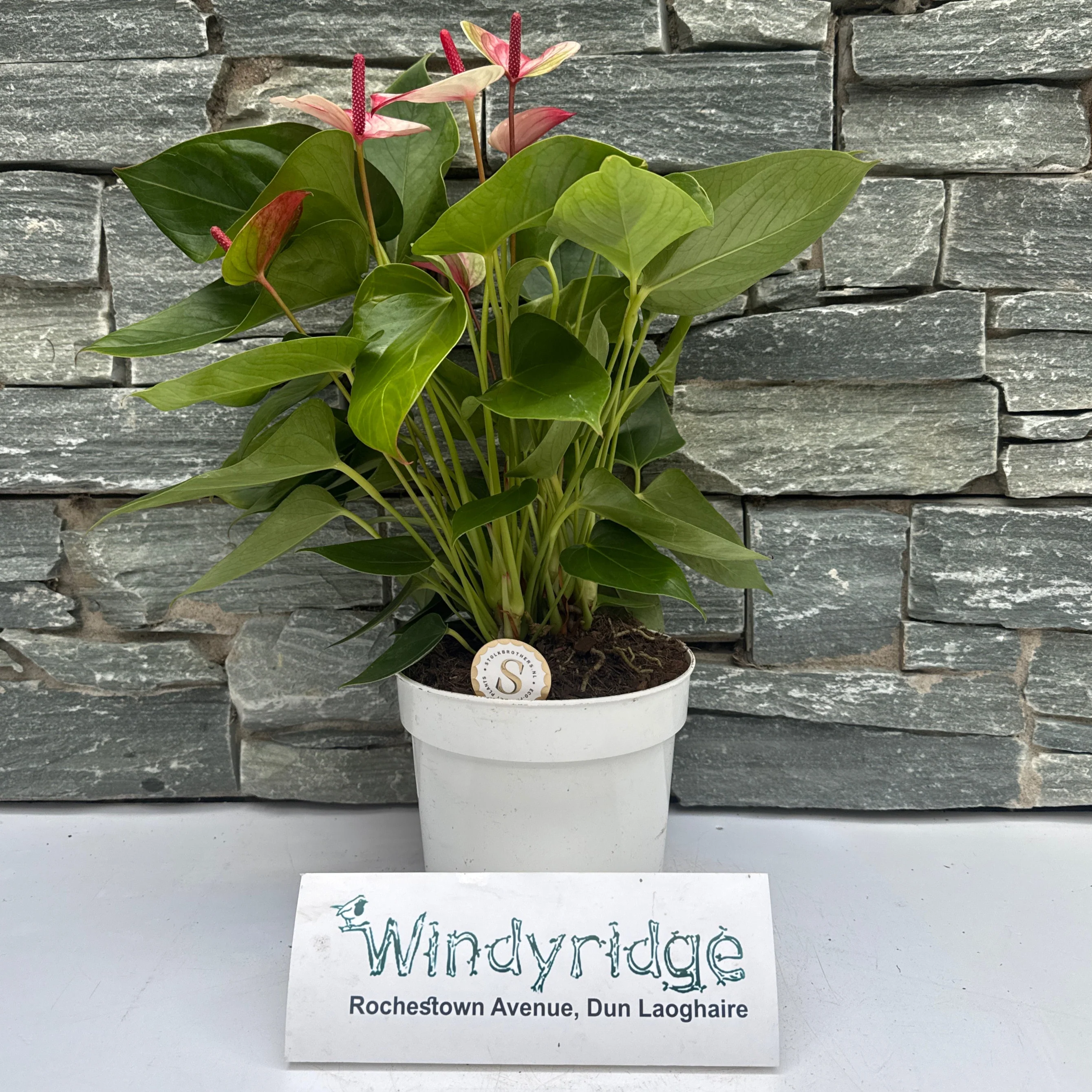 Anthurium and. Mystique P17 - Image 4