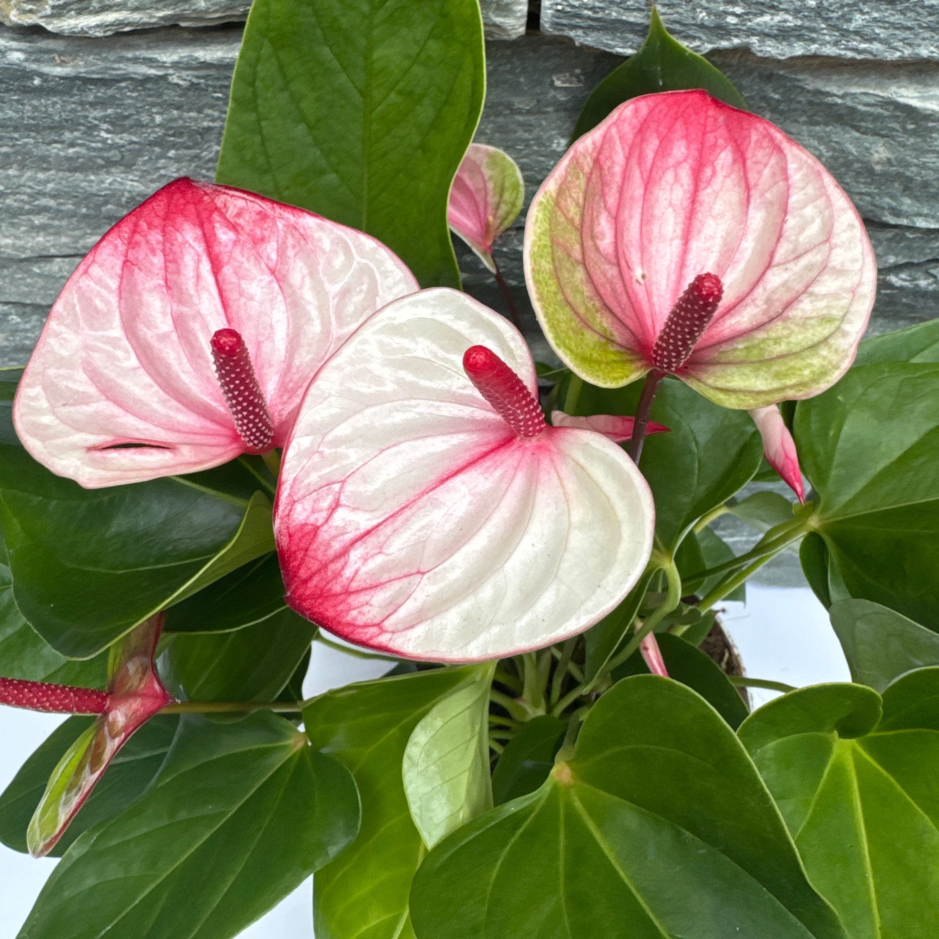 Anthurium and. Mystique P17 - Image 5