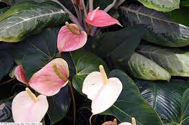 Anthurium and. Pink Champion / P17 - Image 3