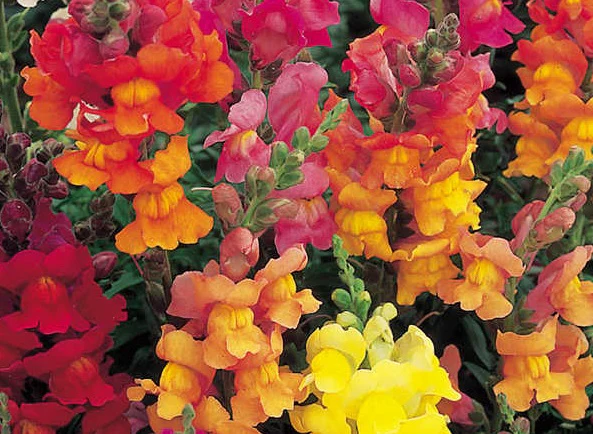 Antirrhinum