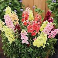 Antirrhinum Doubleshot Mix - Image 3