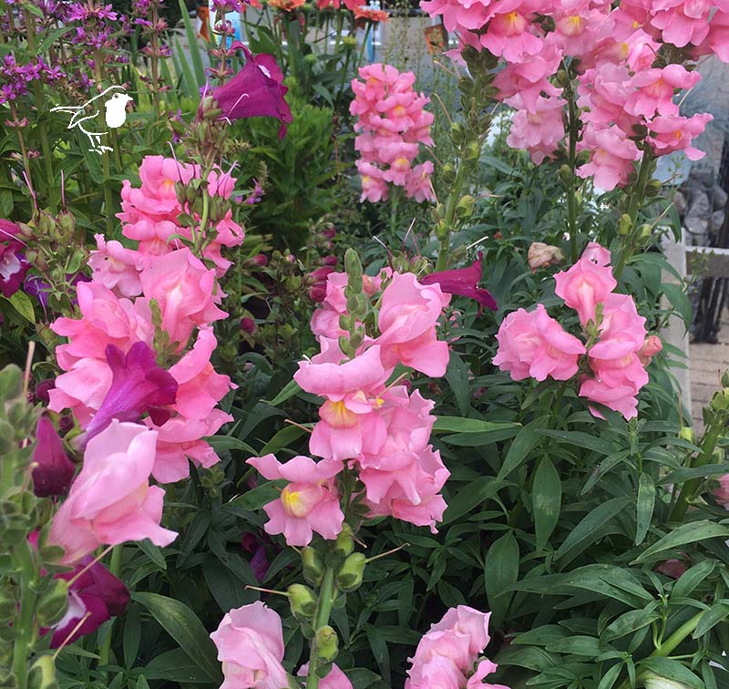 Antirrhinum Sonnet Pink