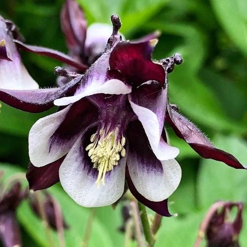 Aquilegia William Guiness - Image 2