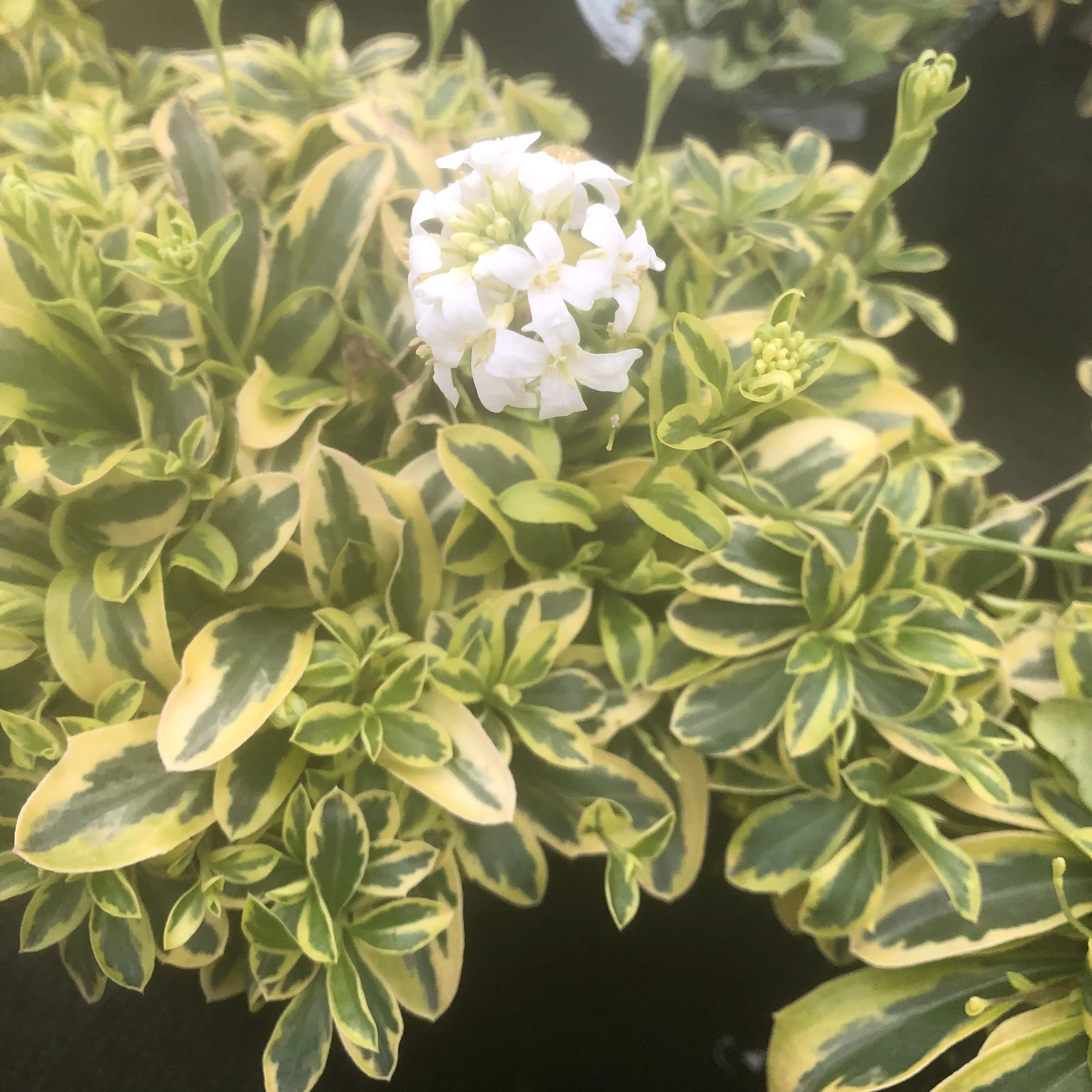 Arabis Ferdinand-coburgii Variegata