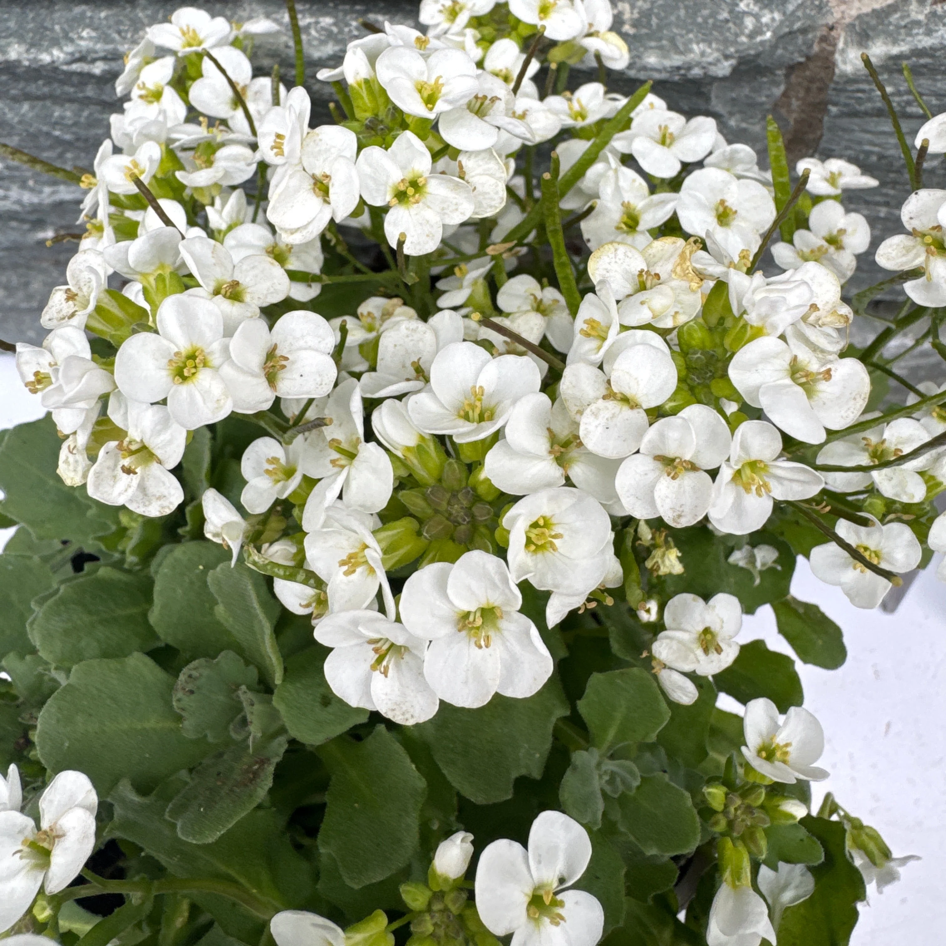 Arabis 'Little Treasure White'
