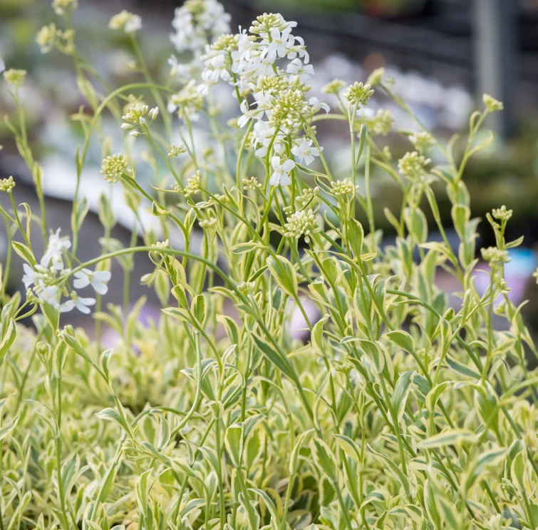 Arabis Old Gold