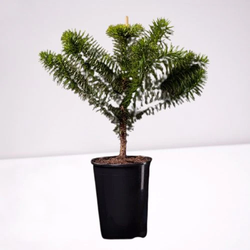 Araucaria araucana 40-50 CM