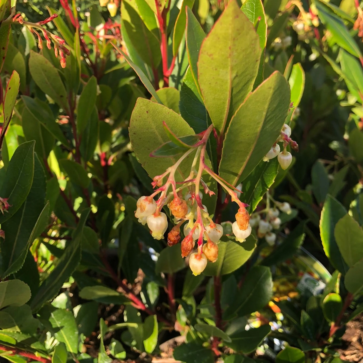 ARBUTUS UNEDO - Image 2