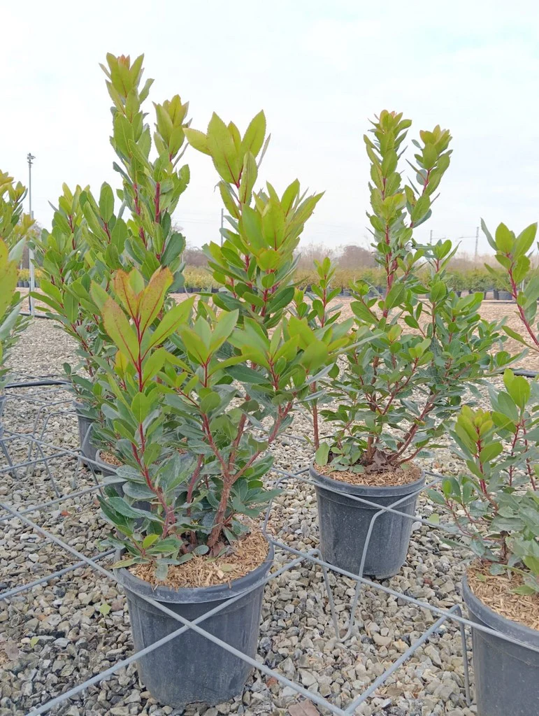 ARBUTUS UNEDO CLT 10