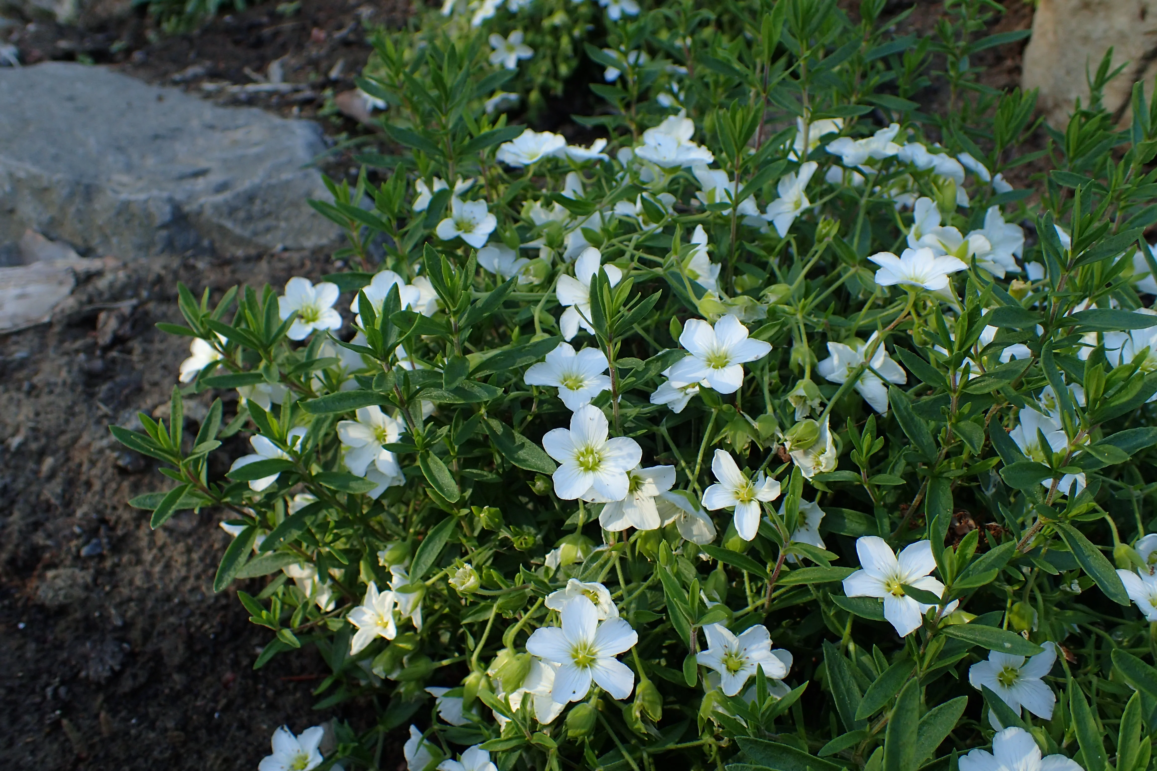 Arenaria montana white heavy xxl