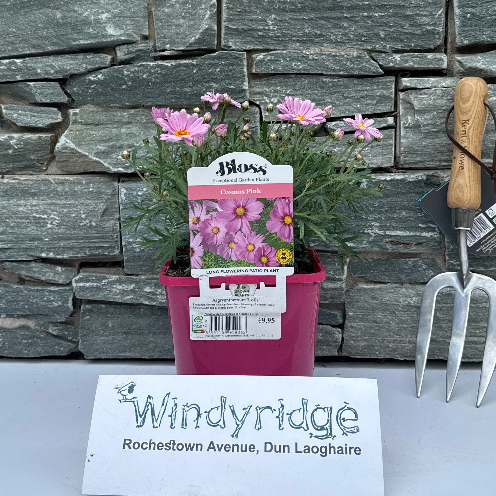 Argryanthemum Lolly - Image 2
