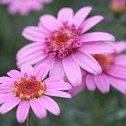 Argyranthemum LaRita Rose - Image 2