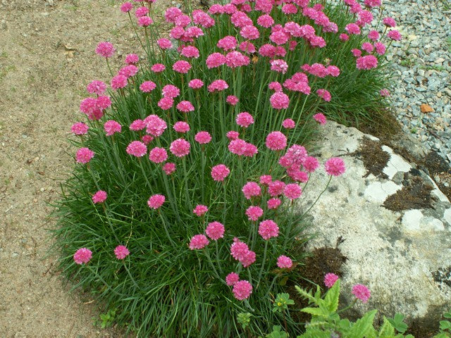 Armeria