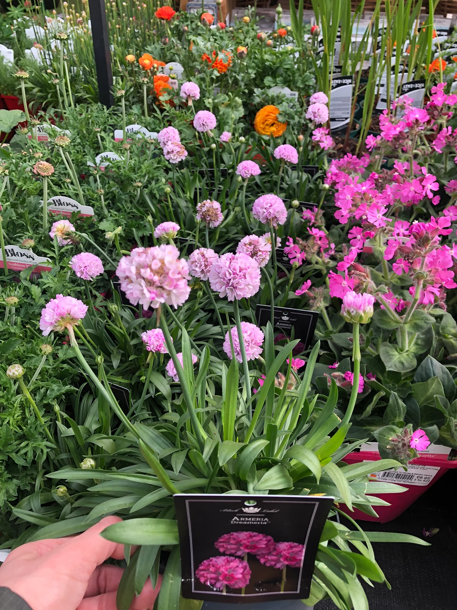 Armeria Dreameria Sweet Dreams - Image 2